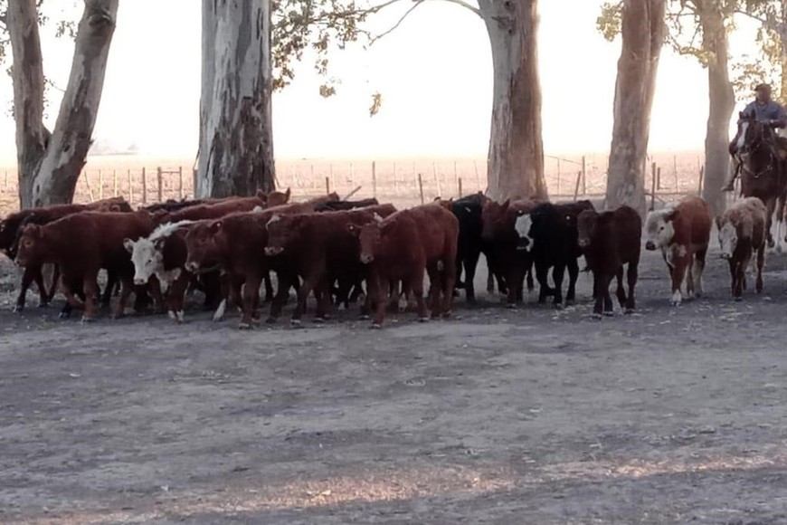 Los animales habían escapado de dos corrales tras la rotura de una tranquera.