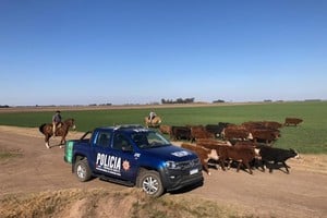 Los animales habían escapado de dos corrales tras la rotura de una tranquera.