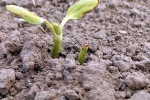 El ciclo del cultivo se inició sin grandes inconveniente