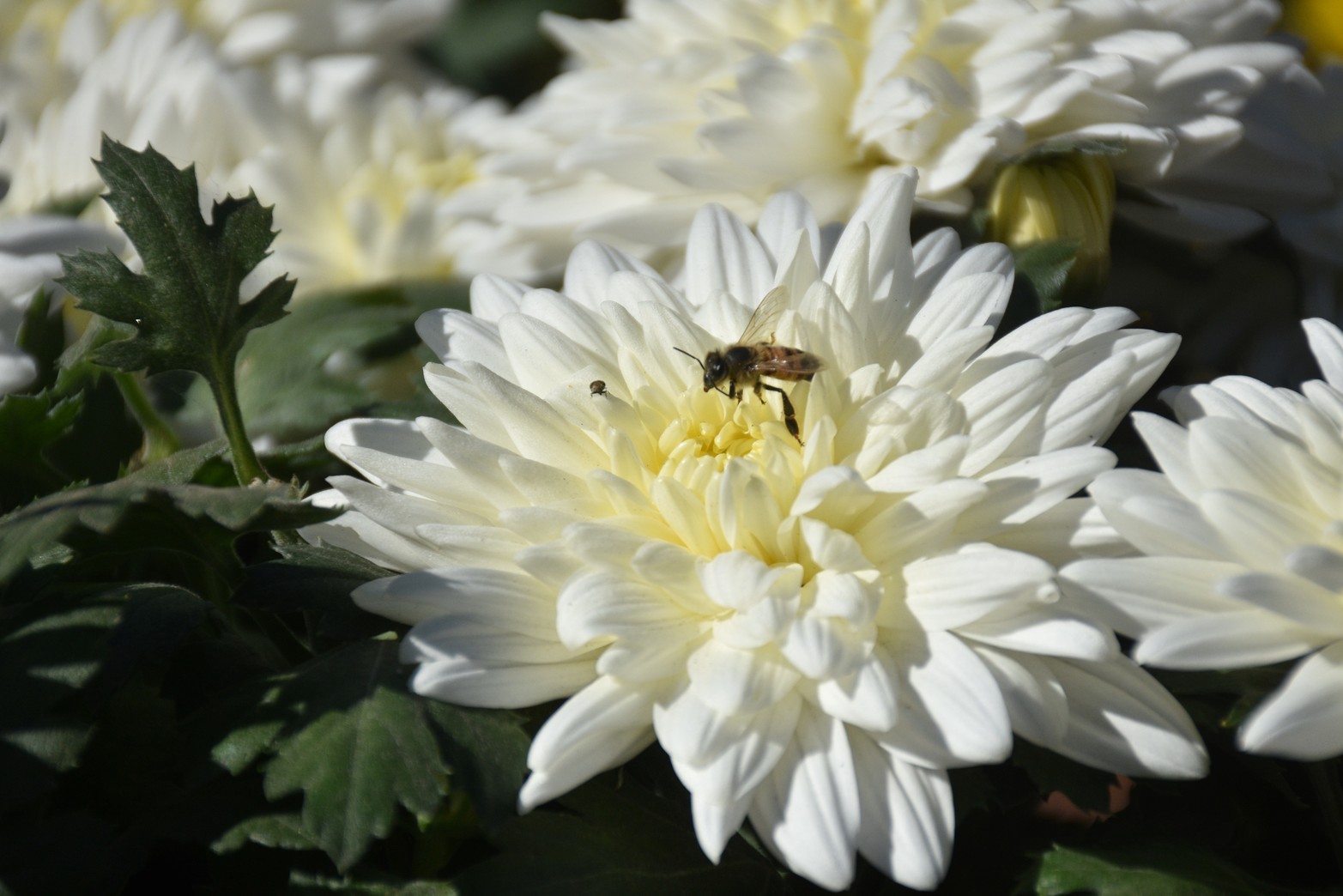 Una abeja posa sobre una flor de crisantemo.  Flavio Raina