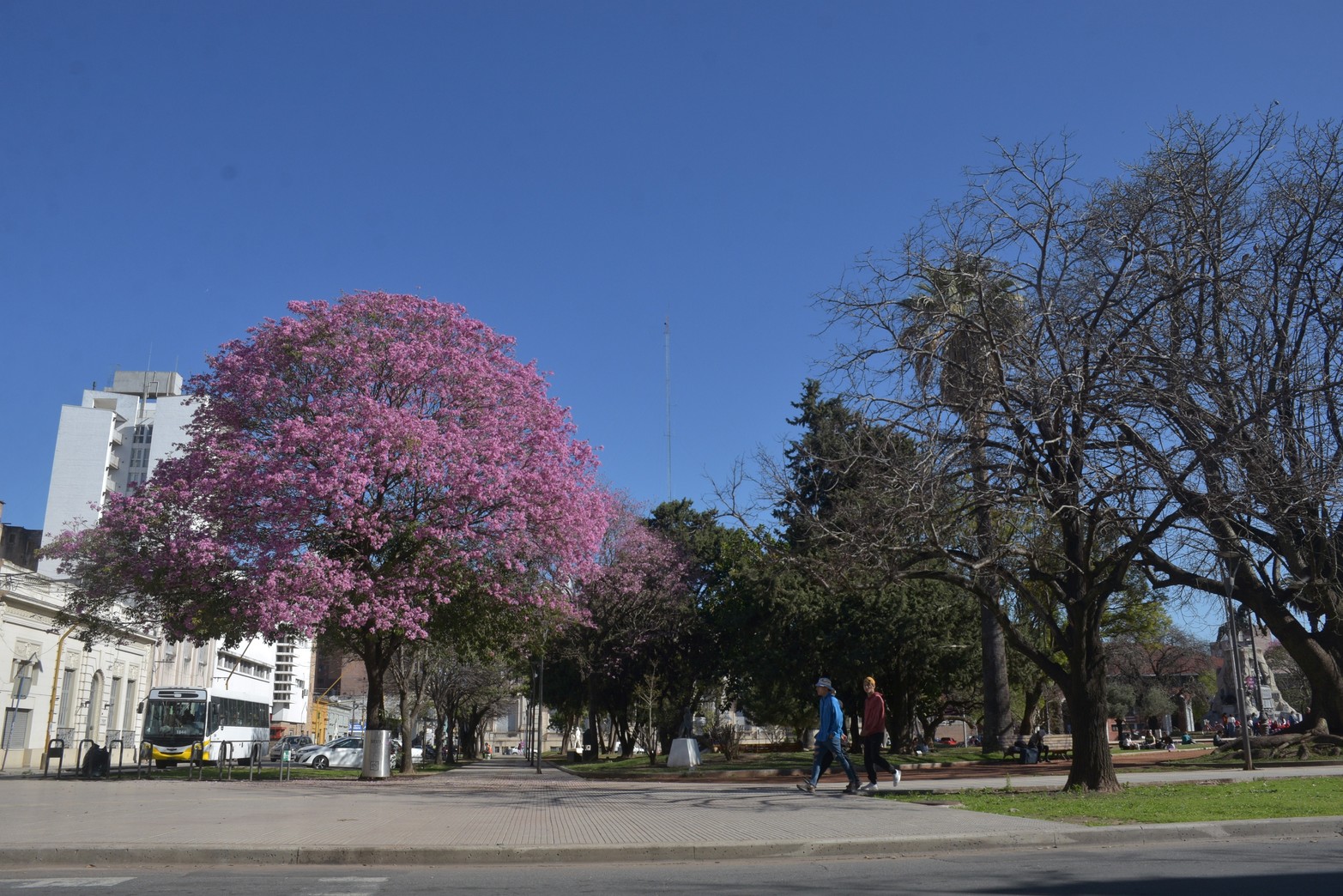 En la esquina de 9 de julio y Tucumán, plaza San Martín. Viven las dos estaciones: la primavera le pide permiso al invierno. Mauricio Garín