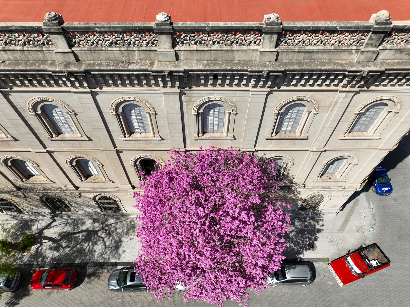 Un lapacho florecido, recostado sobre la estructura del edificio del colegio la Inmaculada vista desde arriba. Fernando Nicola