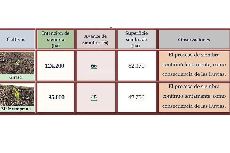 El cultivo continúa, aunque "se lentificó" en los departamentos del centro de la provincia.