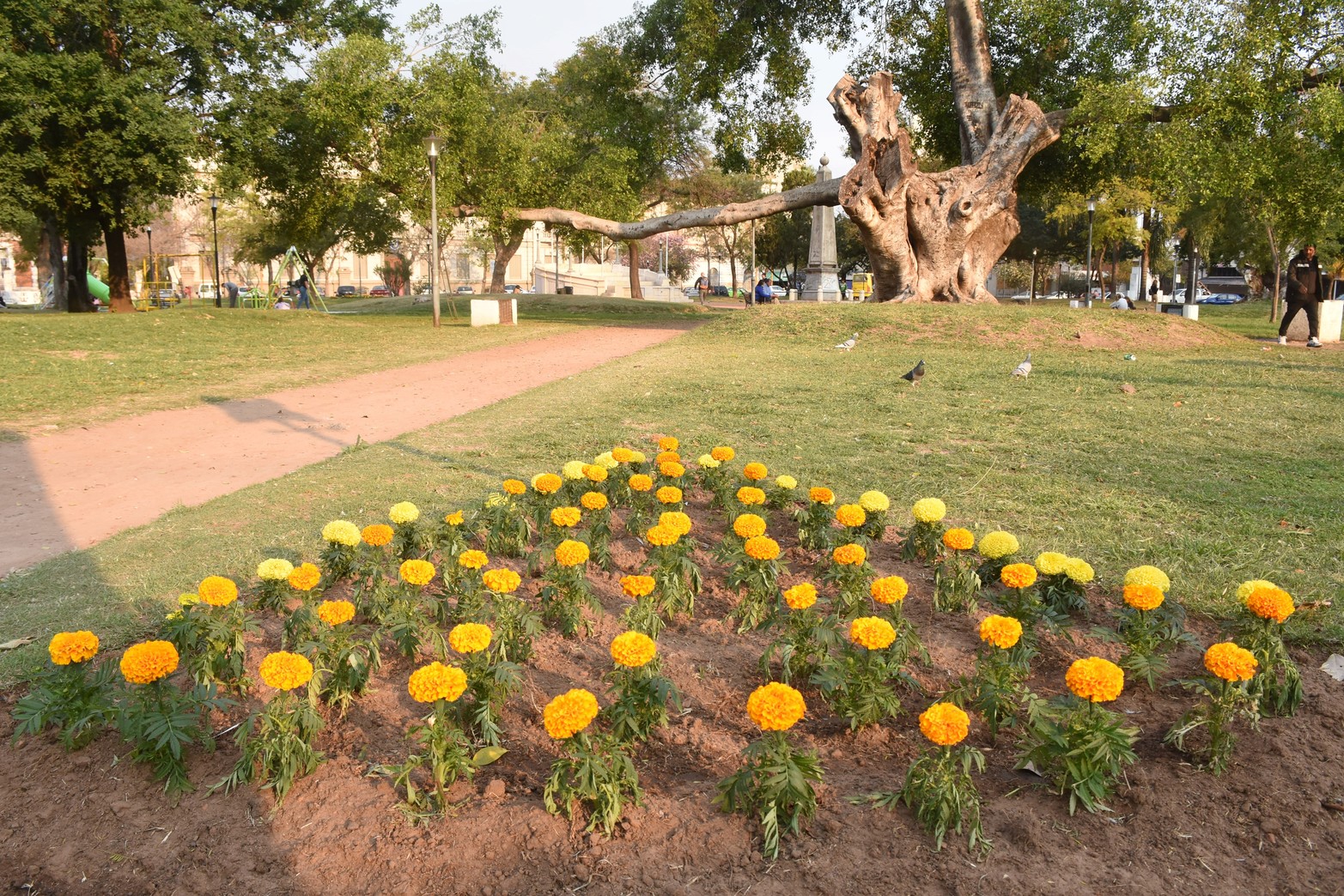 El plan Primavera del municipio fue colocar 20.000 plantines en 20 lugares públicos. Manuel Fabatía