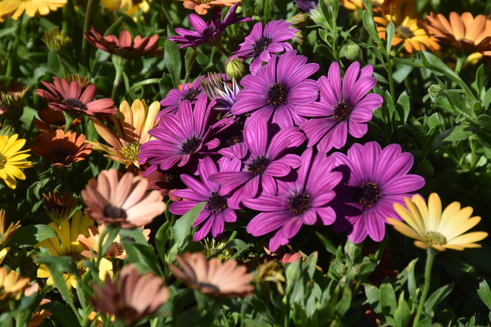 Margarita de cabo. Una de las flores violeta que también suele combinar flores blancas. Flavio Raina