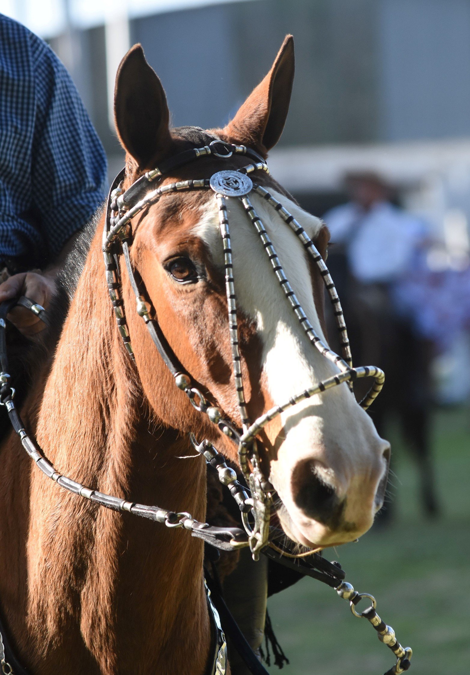 Expo Caballos. Con cabezada y bozal de plata. Foto Mauricio Garín