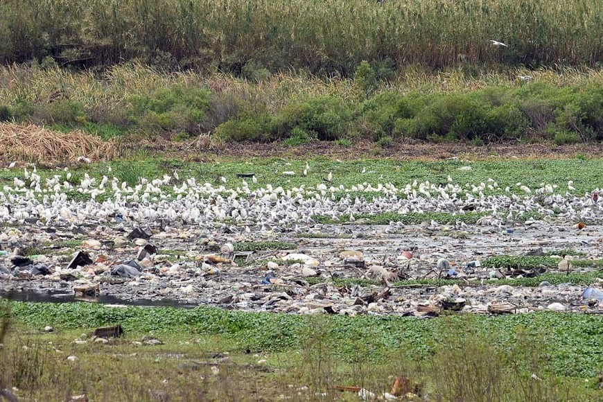 Reservorio 4. Aquí llega el agua de lluvia de los barrios del noroeste de la ciudad, y funciona la Reserva Natural del Oeste.  Crédito: Luis Cetraro.