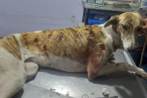 La perra resultó herida con perdigones de escopeta. Crédito: El Litoral.