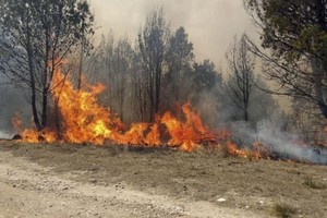 Un importante incendio forestal se registra, desde pasada la medianoche.