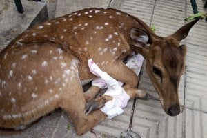 El animal luego de ser rescatado. Crédito: Norte 24