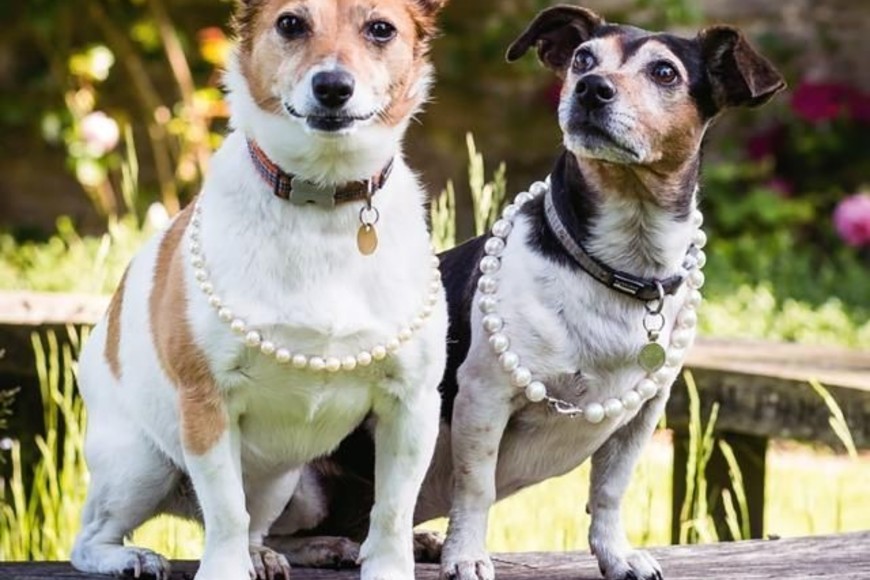 Las perritas participaron en una edición de Country Life