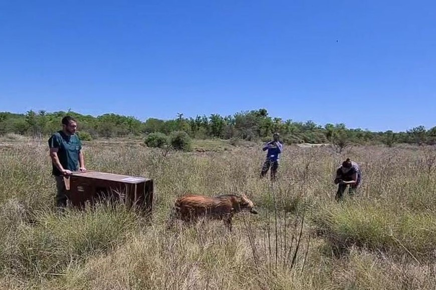 Profesionales de La Granja La Esmeralda de Santa Fe evaluaron las condiciones de la liberación.  Crédito: Prensa AIC