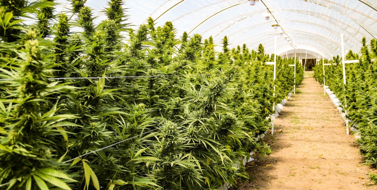 Santa Fe cosecha su primera plantación pública de cannabis medicinal