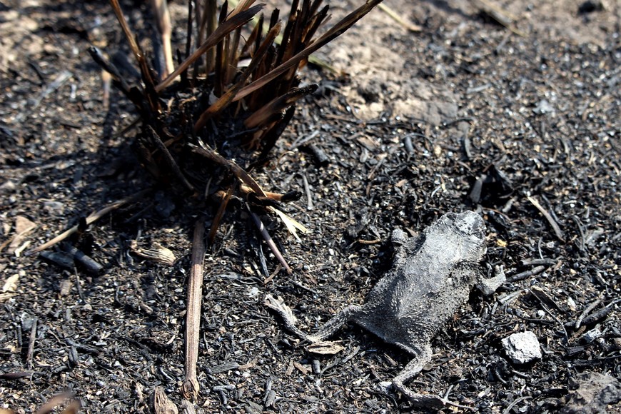 Quema santa Cándida