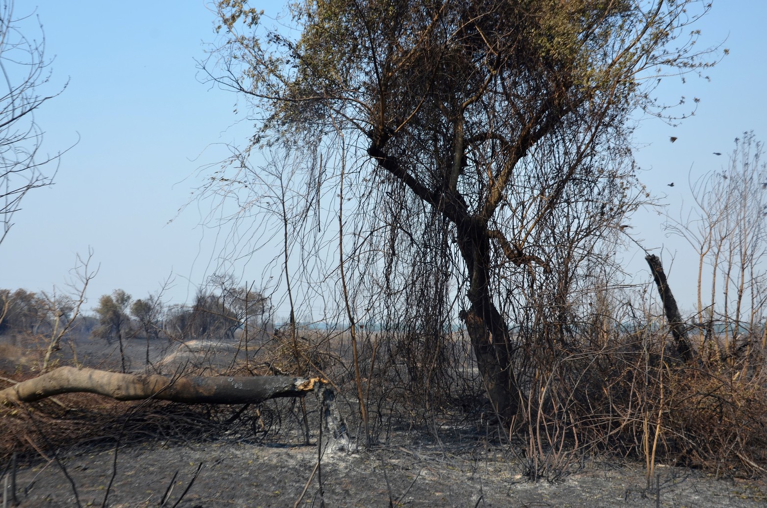 Tierras agrietadas, sin humedad y mucha ceniza, sin la vegetación que caracteriza a los humedales y los pocos árboles que quedaban en pie estaban quemados. Ese fue a primera vista el paisaje que se encontraron los investigadores del Conicet al recorrer Santa Cándida, la isla santafesina, ubicada en cercanías al Túnel Subfluvial.