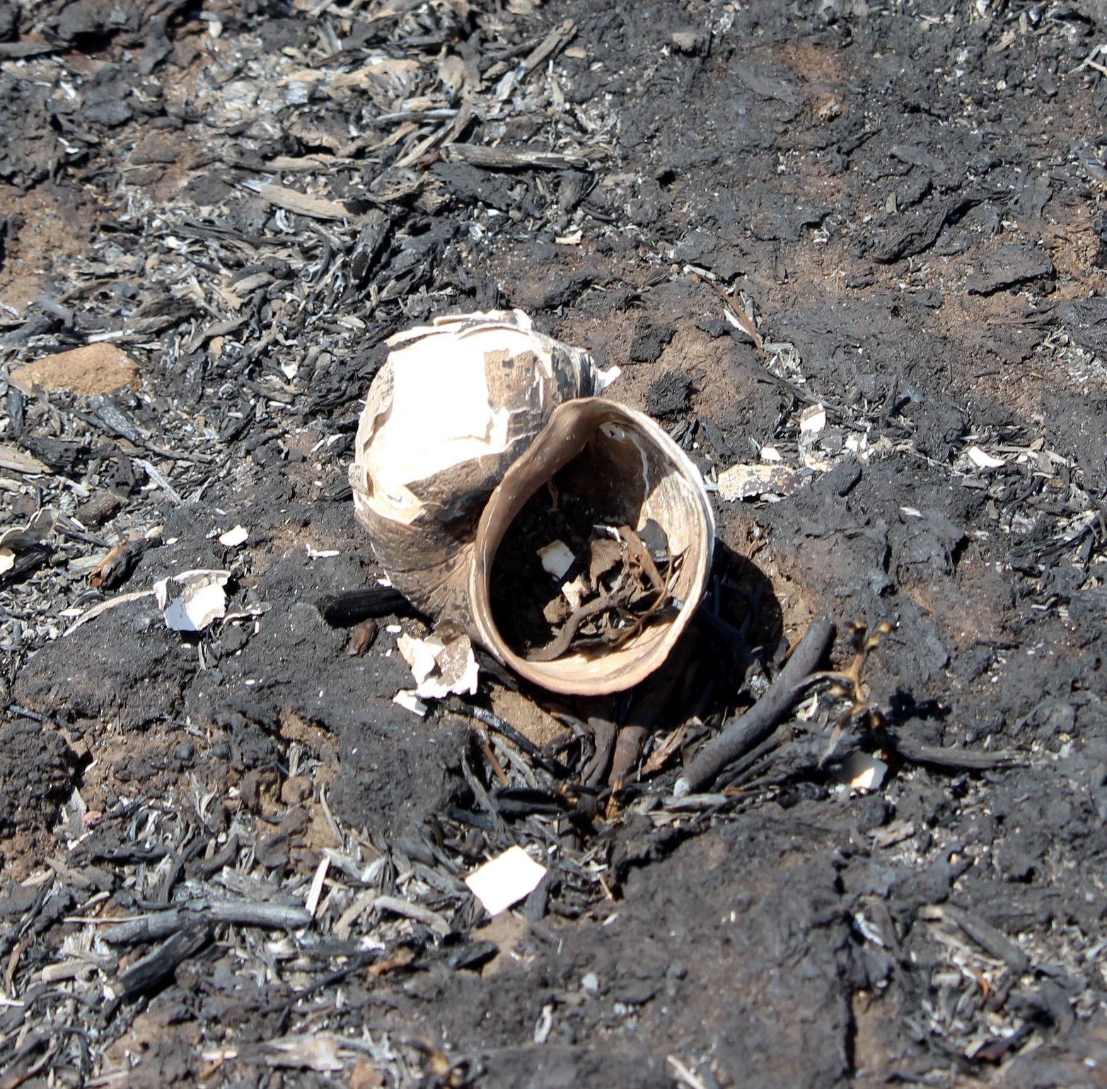 Tierras agrietadas, sin humedad y mucha ceniza, sin la vegetación que caracteriza a los humedales y los pocos árboles que quedaban en pie estaban quemados. Ese fue a primera vista el paisaje que se encontraron los investigadores del Conicet al recorrer Santa Cándida, la isla santafesina, ubicada en cercanías al Túnel Subfluvial.