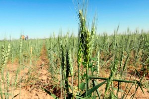 El daño que causa la sequía a la producción agropecuaria impulsó a solicitar a los gobiernos que dispongan medidas de apoyo.