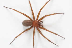 Recomiendan evitar tener espacios con poca higiene en la vivienda.