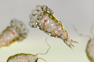 La ameba “comecerebros”, el organismo unicelular que ataca bajo el agua y puede ser letal.