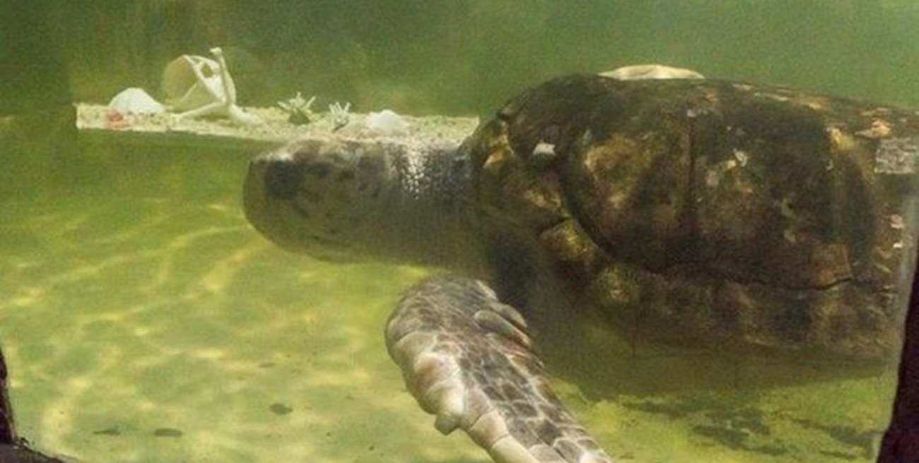 Video: finalmente, trasladaron al tortugo Jorge a Mar del Plata
