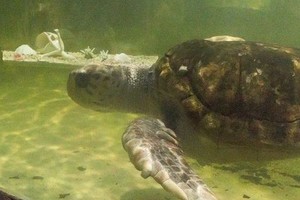 "Jorge", que tiene entre 65 y 72 años, vivía en un estanque de 20.000 litros de agua y pesa 99 kilos.