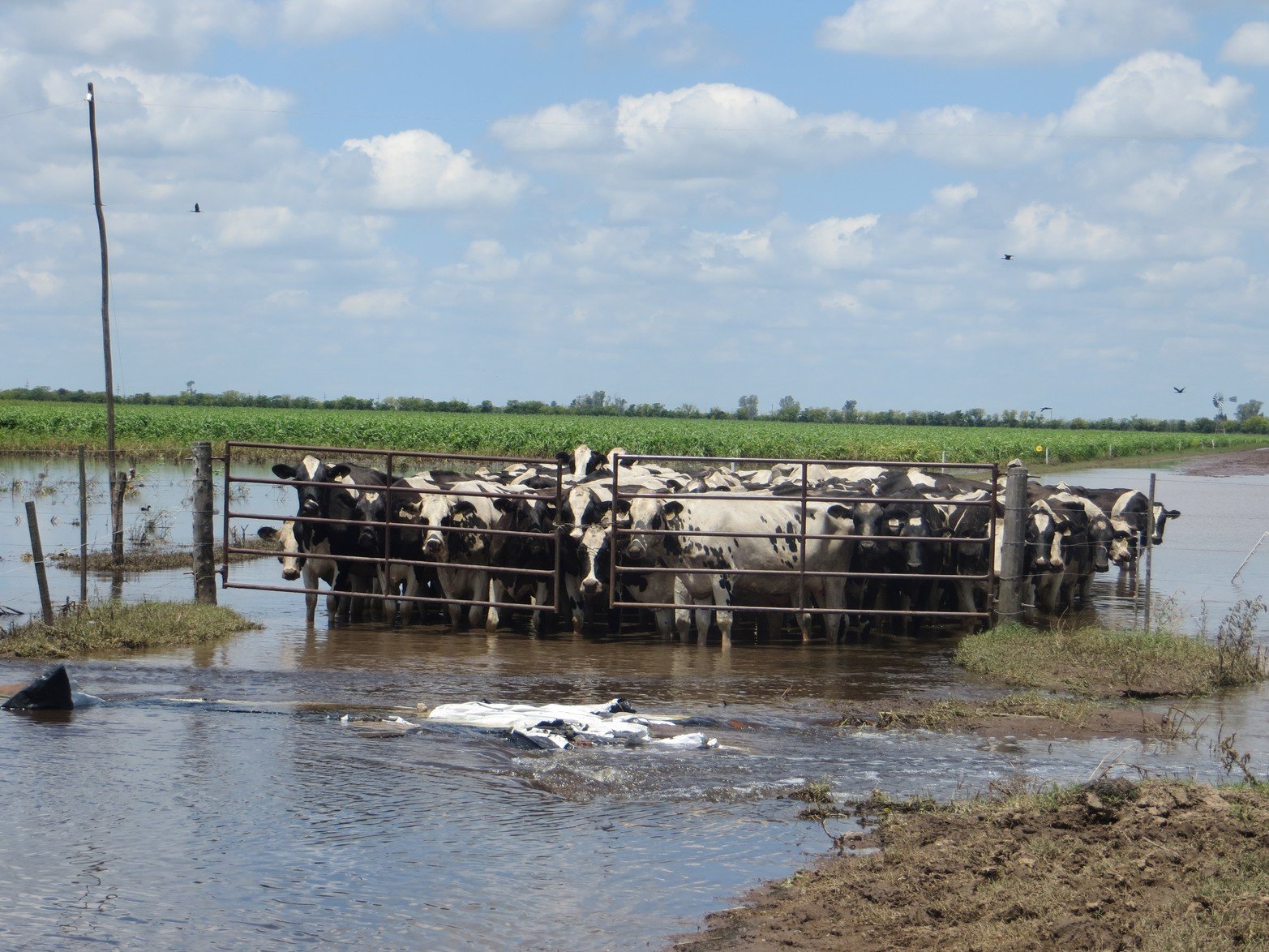 Las vacas lecheras. Los tambos de la región sufren el exceso hídrico. Los efectos que deja el fenómeno meteorológico de la niña y el niño.