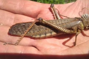 La falta de control de tucuras sapo en el momento adecuado puede provocar un aumento de densidad poblacional