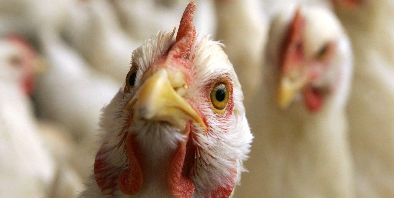 Detectaron la grave cepa H5N1 de gripe aviar en México