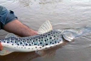 Hasta fin de año y para cuidar la especie no se puede pescar, acopiar y/o vender surubí pintado.