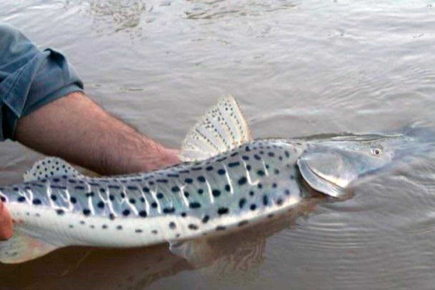 Alarma en el río Paraná y suspensión de la exportación de pescado: revelaron que la población de sábalo disminuyó un 75% - Image 2
