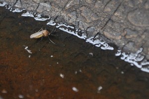 Es algo normal que durante la primavera proliferen los mosquitos en Santa Fe y alrededores. Crédito: Mauricio Garin