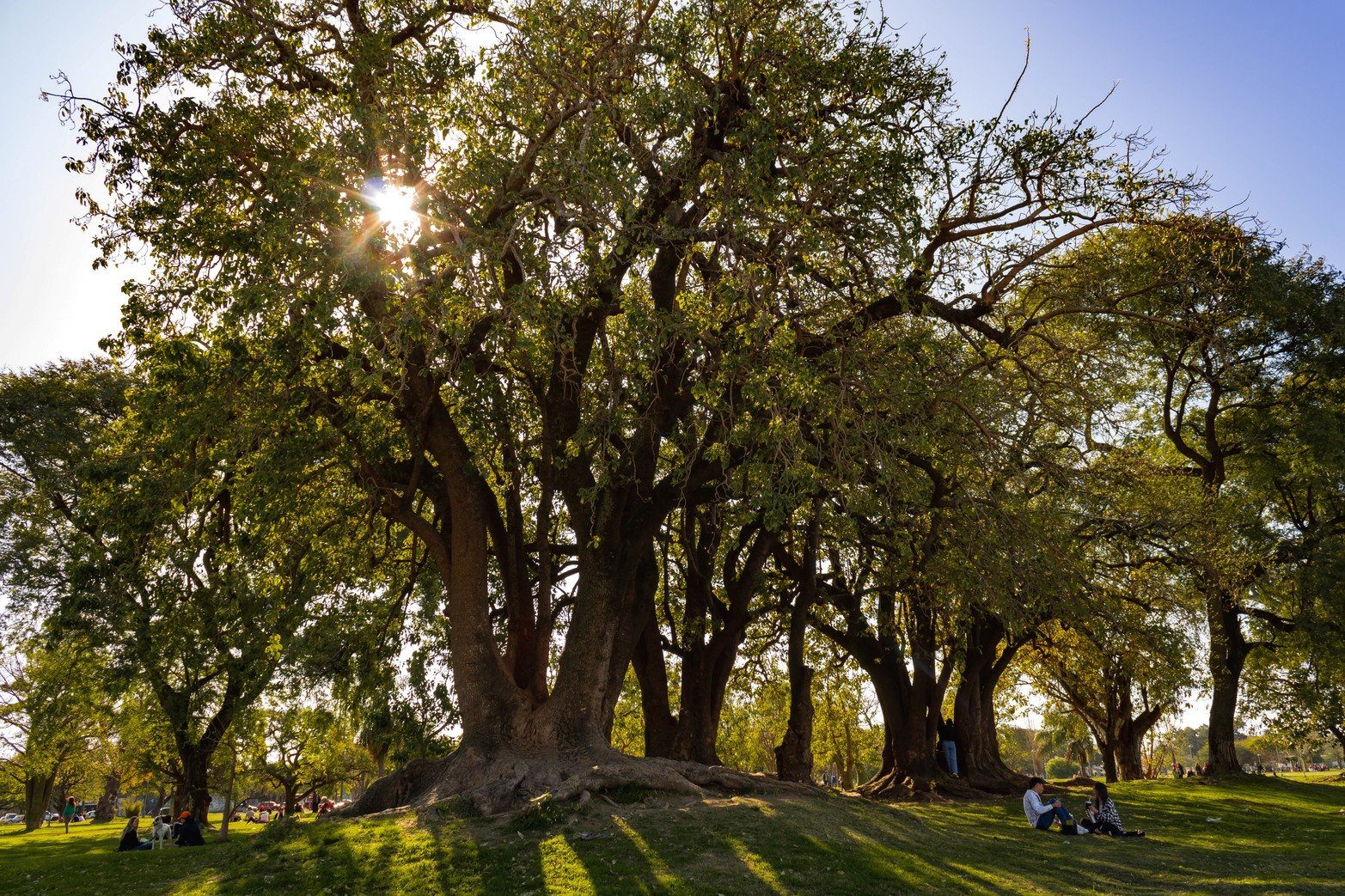Bellasombra. Foto Ramírez, Mariano