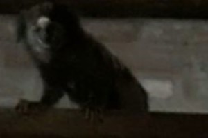 Hipótesis: el ejemplar podría haber llegado con la creciente o haber sido mascotizado por algún vecino. 