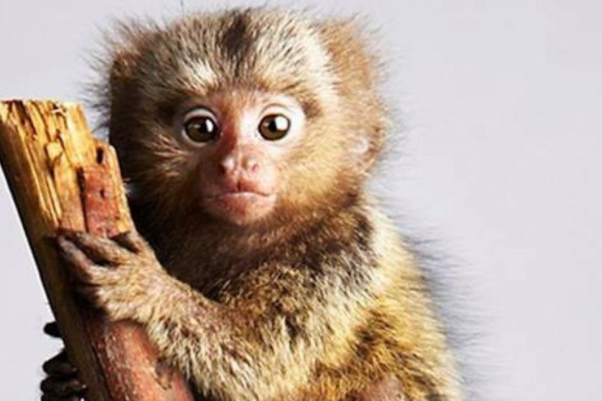 Mono tití - imagen ilustrativa