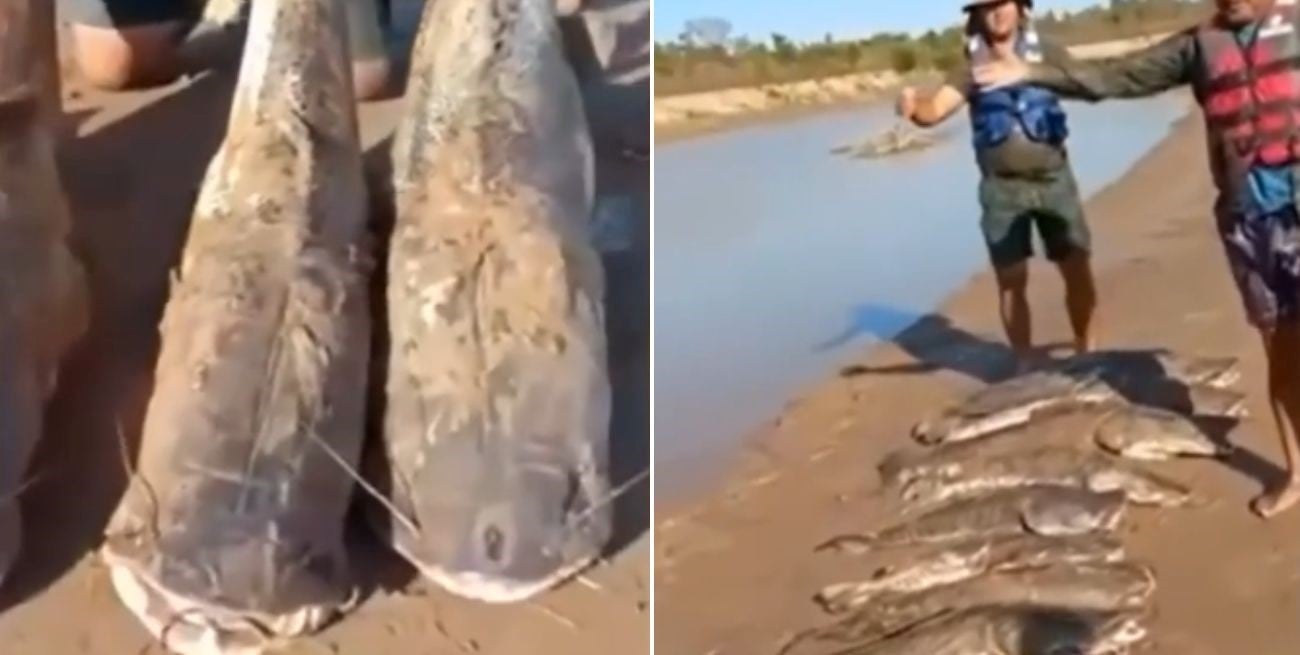 Polémica en el río: pescaron 14 surubíes, no los devolvieron y recibieron críticas
