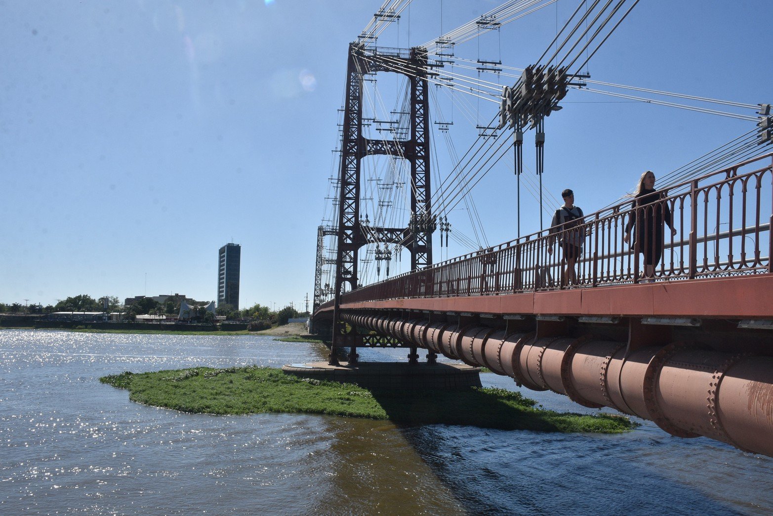 Camalotes en la laguna Setúbal. Foto Flavio Raina