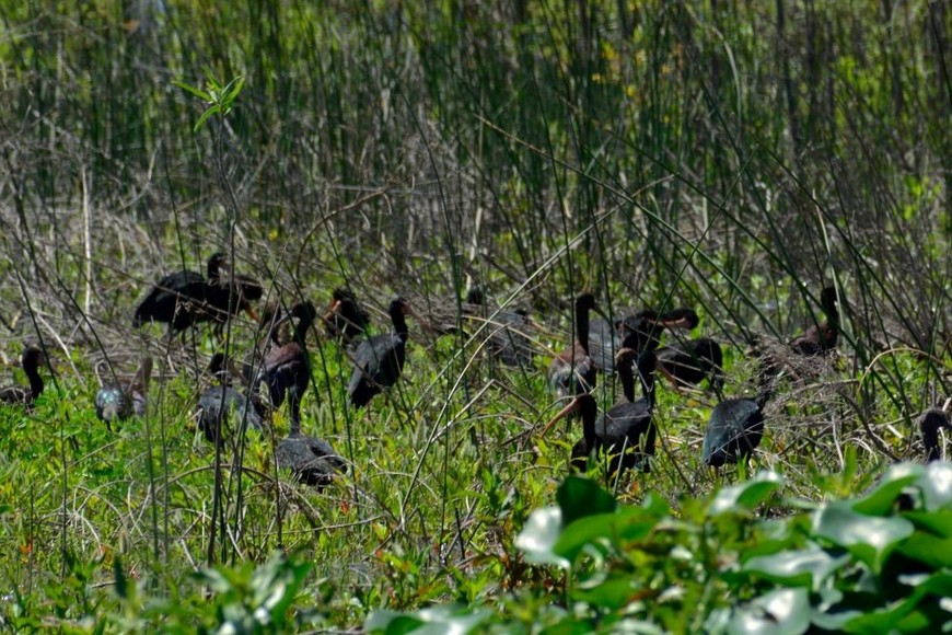 Aves en el humedal de la Setúbal.