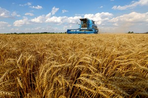 FILE PHOTO: A combine harvests wheat during Ukraine-Russia conflict in the Russia-controlled village of Muzykivka in the Kherson region, Ukraine July 26, 2022. REUTERS/Alexander Ermochenko/File Photo