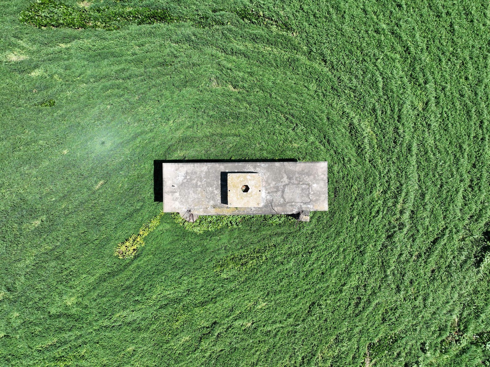 Un camalotal bloquea parte del acceso a la laguna Setúbal. La gran acumulación de estas plantas acuáticas mide unos 200 metros de diámetro y se encuentra inmovilizada junto a los viejos pilotes del antiguo puente ferroviario. Su presencia, en una cantidad inusual, se relaciona con la fuerza del agua y el viento, en el marco de un repunte del nivel del río. Fernando Nicola