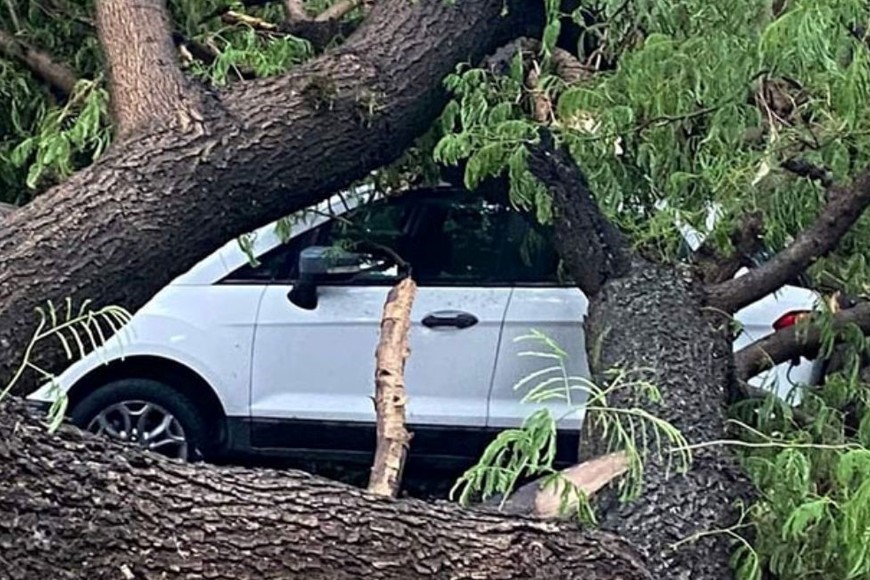 Arboles cayeron sobre autos que estaban estacionados