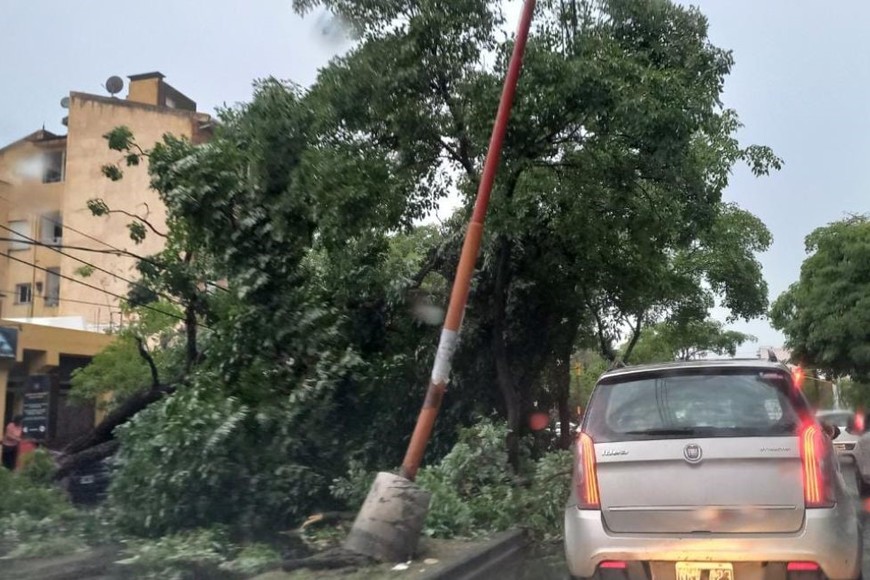 Caos en la ciudad por árboles y postes caídos