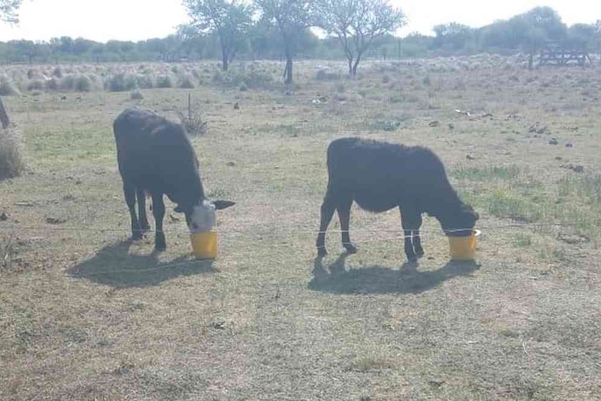 “Esta situación es inédita y mucho más grave que las anteriores, dado que en el 2008/2009 pudimos campearla con las tres nuevas perforaciones que la propia SRV invirtió en Las Gamas, donde también instalamos bombas para extraer el agua y trasladarla a los campos, pero hoy estamos superados”, agregó. Foto: El Litoral