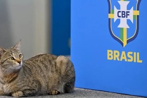 El gato se había colado en la conferencia de prensa de Brasil.