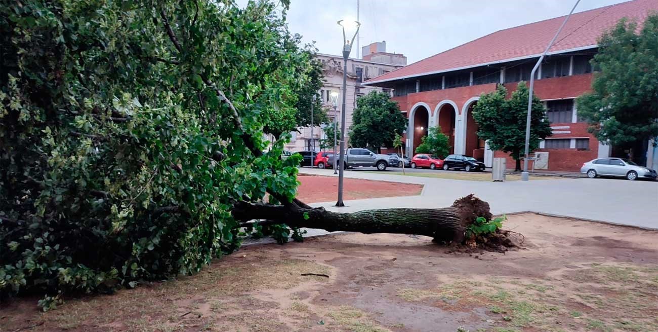 Lo que dejó la tormenta: árboles caídos generan inconvenientes en la vía pública