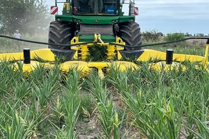 Los maíces que debieran tener 2 metros de altura apenas alcanzan los 50 centímetros.