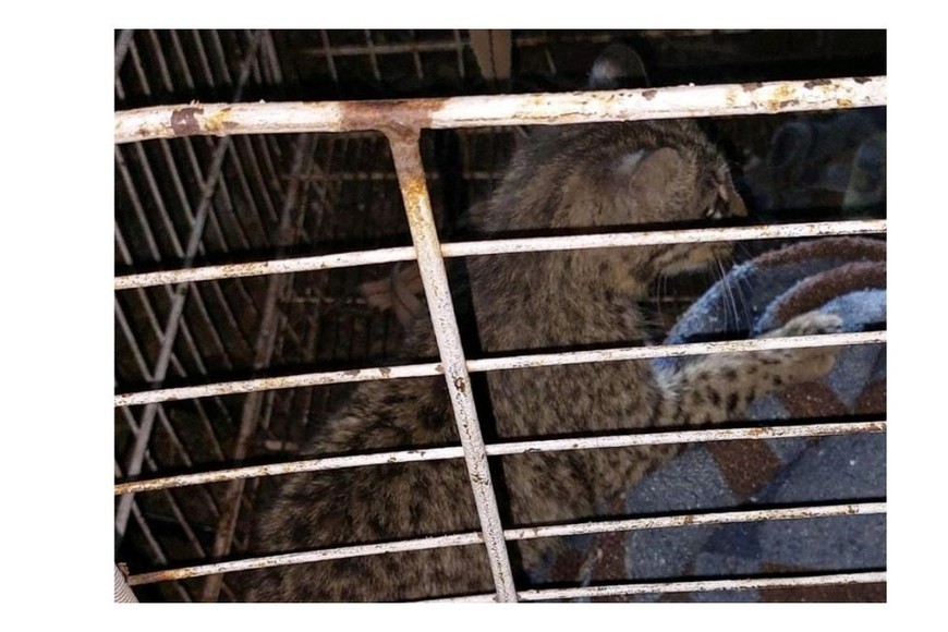 Especialistas lo capturaron y lo encerraron en una jaula provista para evitar riesgos en el traslado.
