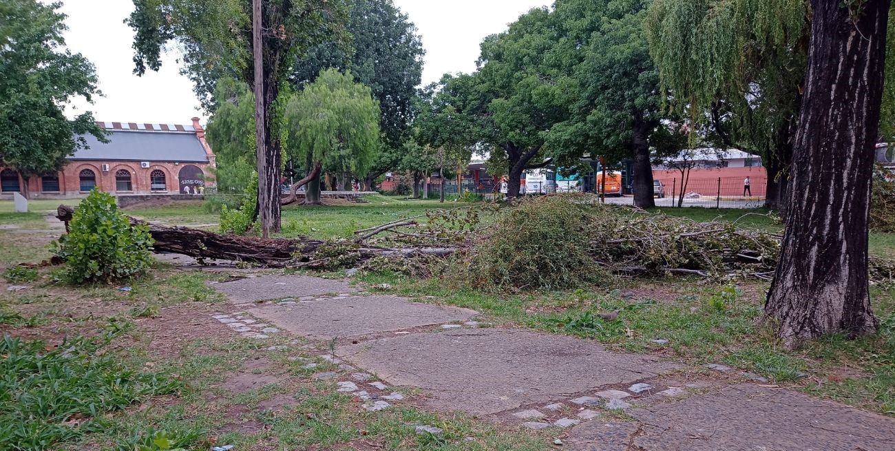A una semana de la tormenta, continúan los árboles caídos en la ciudad