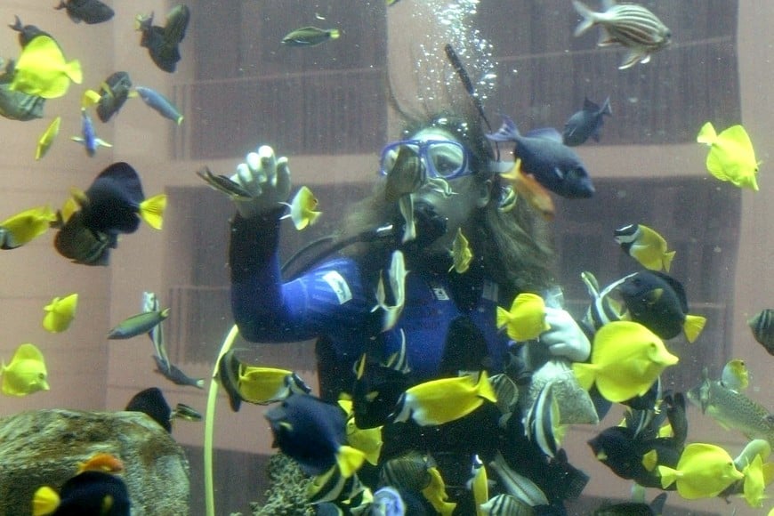 FILE PHOTO: A diver feeds fish inside the AquaDom at Berlin's Dom Aquaree complex December 1, 2003. The AquaDom consists of a single seamless column, 14 meters high, filled with nearly a million litres of water and several hundreds of different fish species. Visitors will be able to take a
lift up the centre of the column and explore the world of the coral reefs and its inhabitants.     REUTERS/Fabrizio Bensch