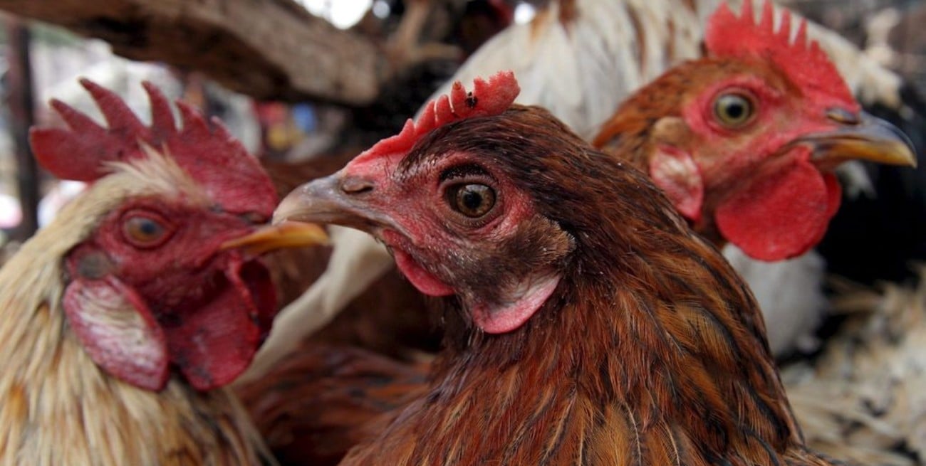 Gripe aviar: a qué síntomas prestar atención y cómo emitir un aviso temprano