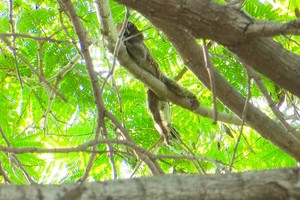 Mono tití plaza escalante